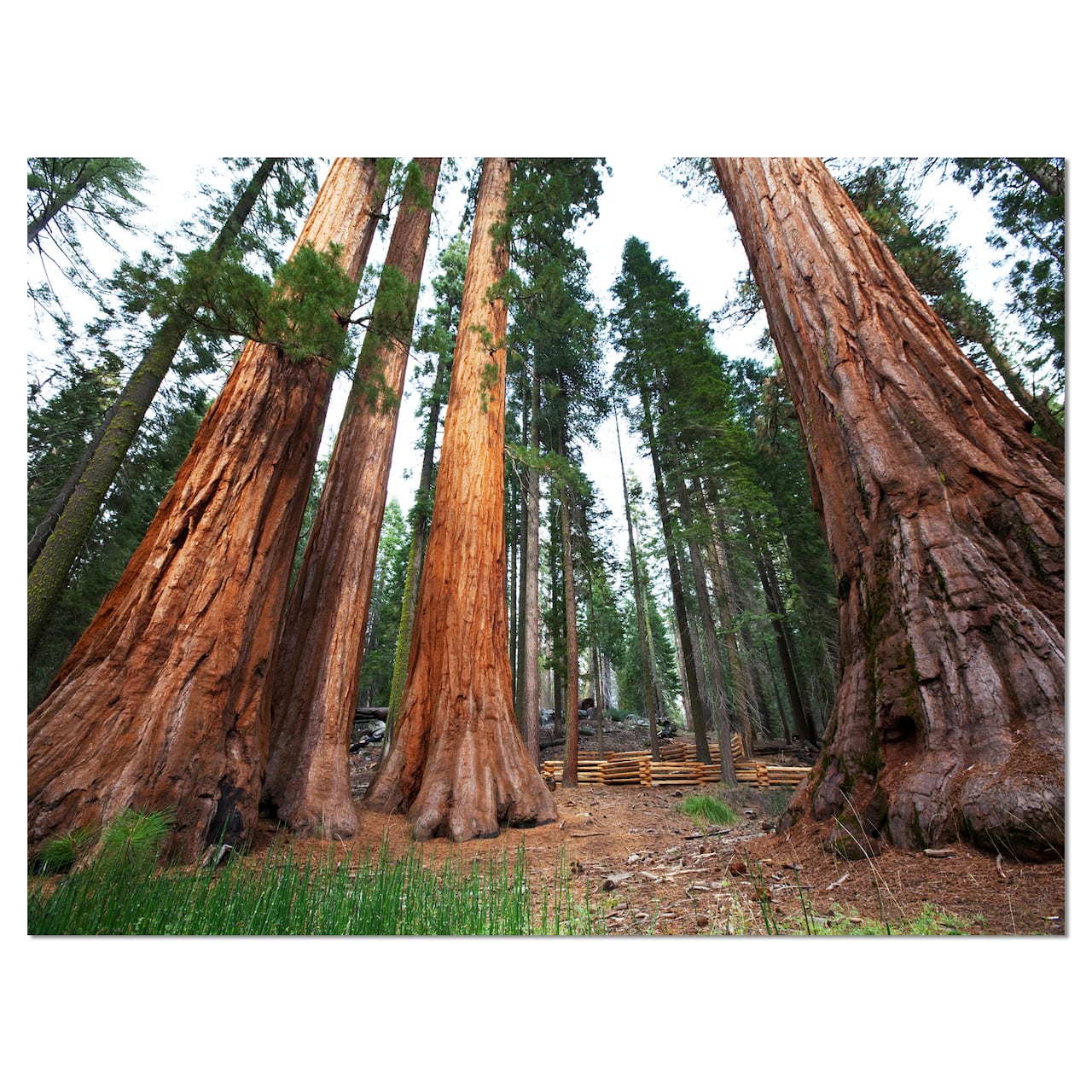 Designart - Three Large Sequoya Trees - African Landscape Canvas Art Print